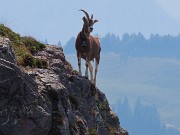 29 Capretta orobica sulle rocce